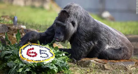 Compie 65 anni Fatou, il gorilla più vecchio del mondo