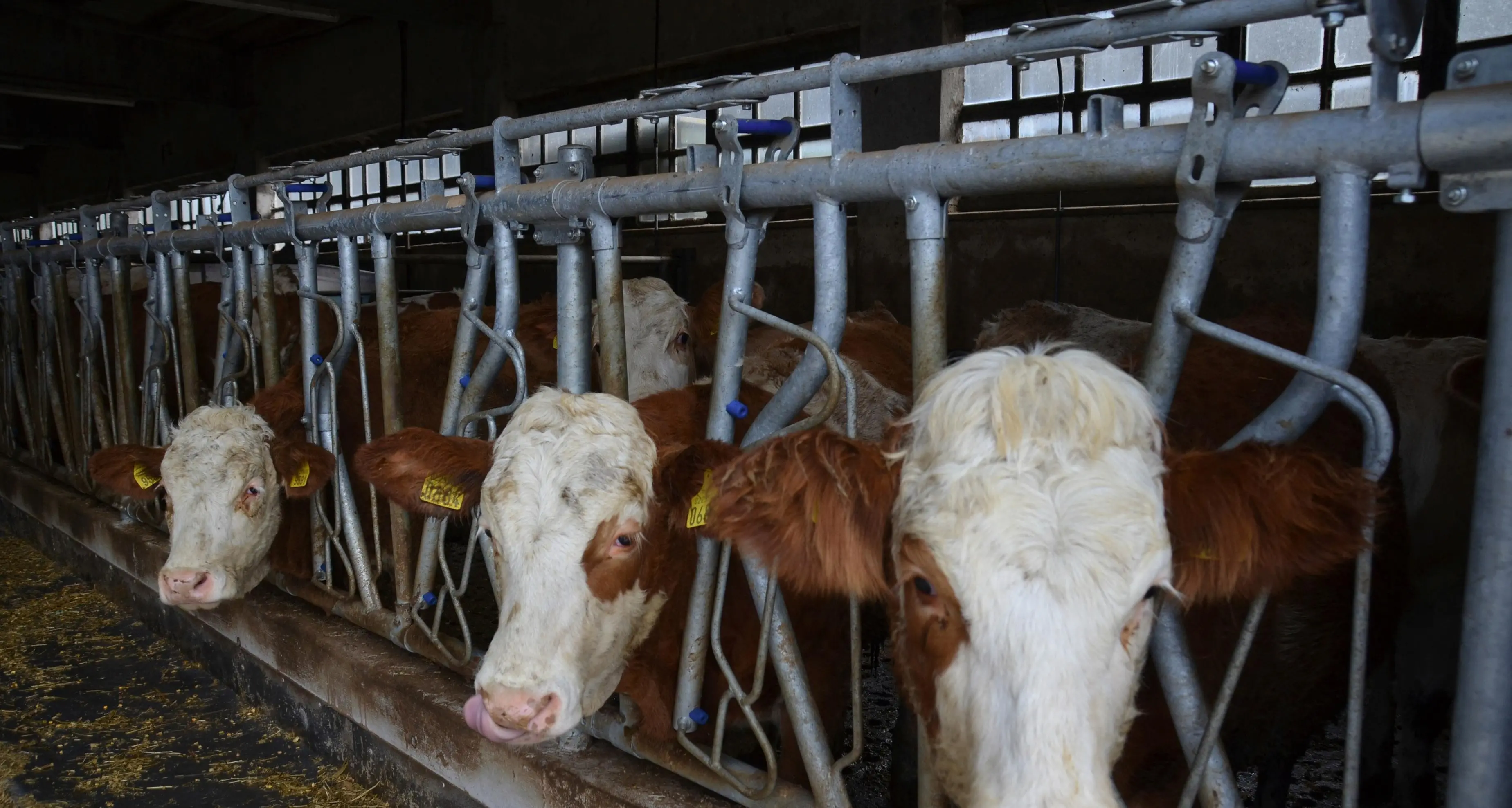 Finanziamenti all'agricoltura: approvati i programmi Pac, in arrivo in Trentino 198 milioni di euro fino al 2027 (l’80 per cento da governo ed Europa)