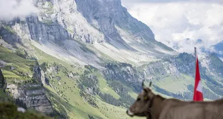 Svizzera al voto su divieto di pesticidi e terrorismo