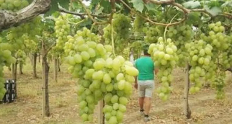 In settemila per la vendemmia e le mele, i raccoglitori italiani sono 2.400: tremila in arrivo dalla Romania