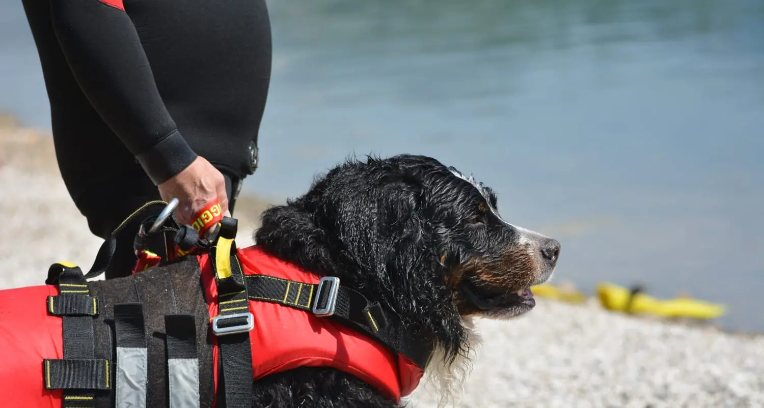 I cani bagnino salvano un bagnante a Caldonazzo e gli istruttori soccorrono un neonato con un sasso in bocca