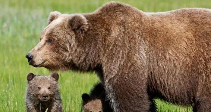 Incontra l’orsa con i cuccioli: ferito un cane da caccia