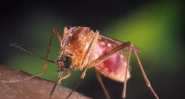 West Nile: a Padova 10 pazienti in terapia intensiva