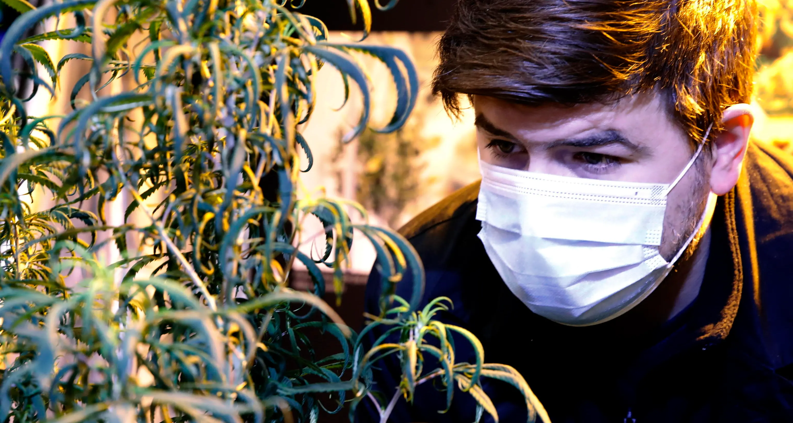 No al referendum sulla cannabis, sì a quattro quesiti sulla Giustizia, la Corte Costituzionale ha bocciato anche quello sul suicidio assistito