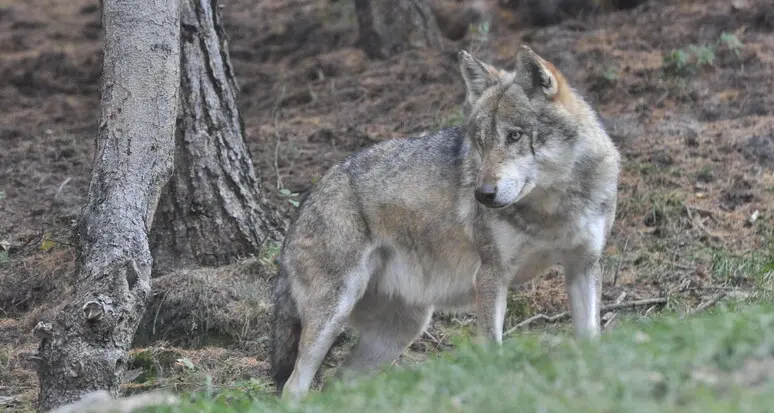 Il Tar di Bolzano sospende l'abbattimento di due lupi