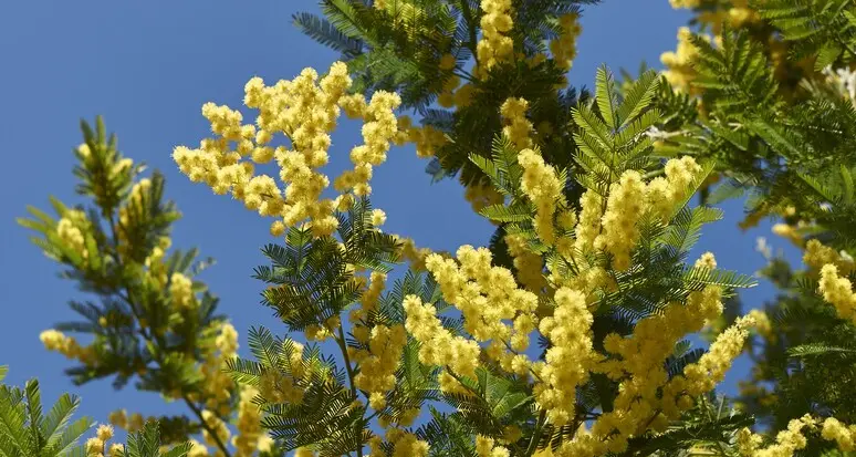 L’allarme della Coldiretti: “Mimose fiorite con oltre un mese di anticipo”