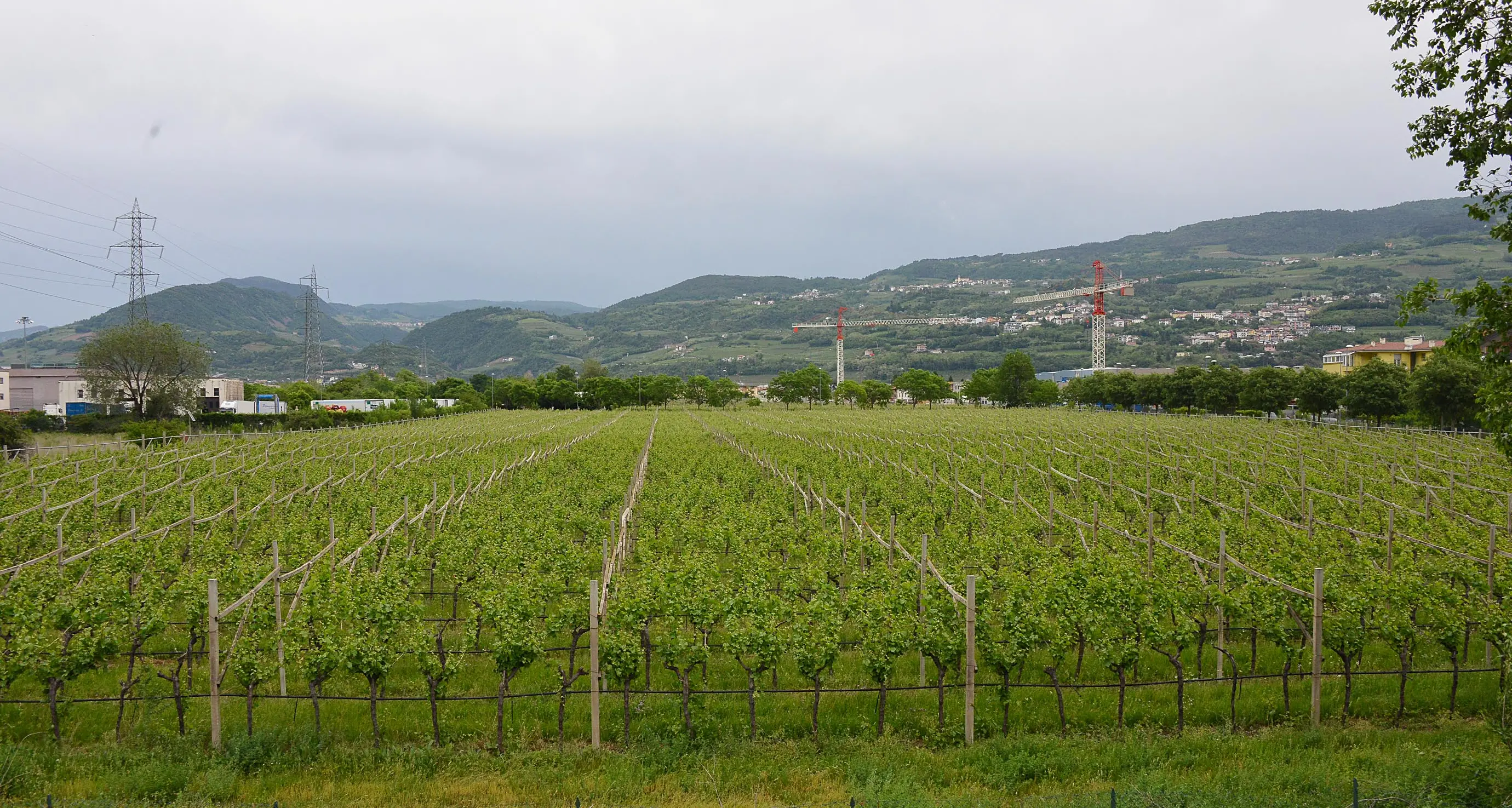 Spini: la delibera «dell’ultimo minuto» della Provincia dà il via libera alla Mak, 55 mila metri di vigne diventeranno capannoni