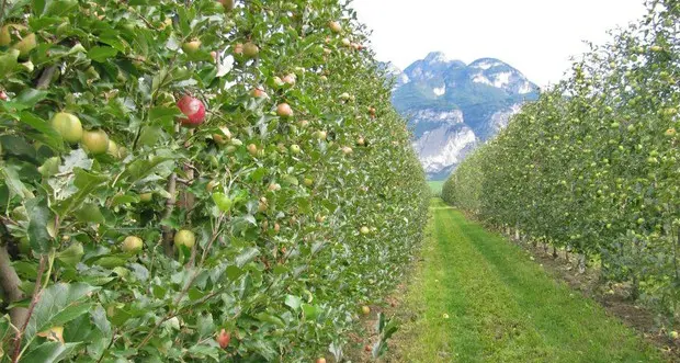 Il clima preoccupa i produttori: “La prossima stagione ci saranno meno mele”