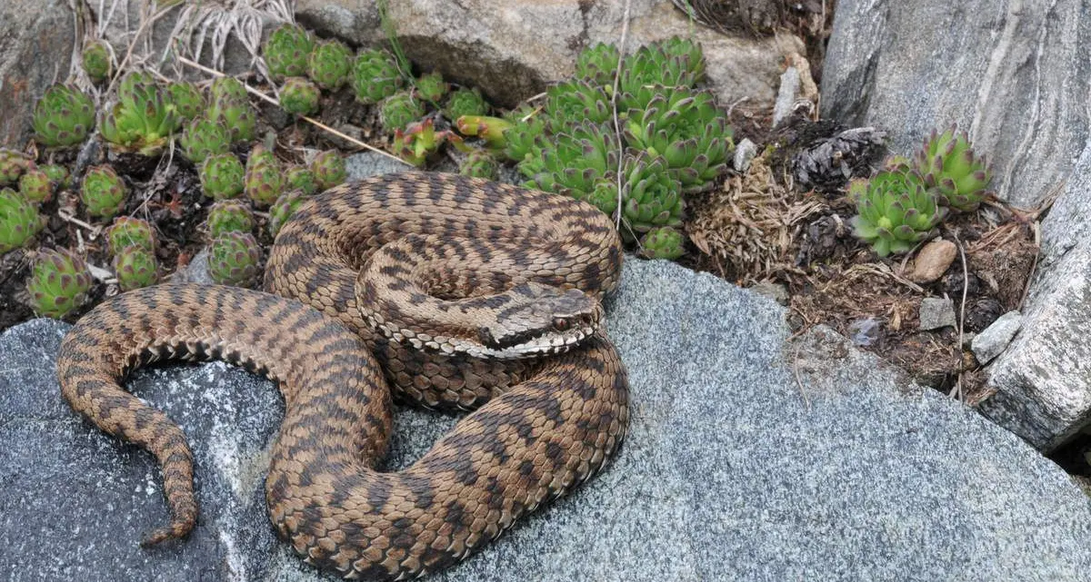 Resta ricoverato, ma non più in pericolo di vita, l'uomo morso da una vipera