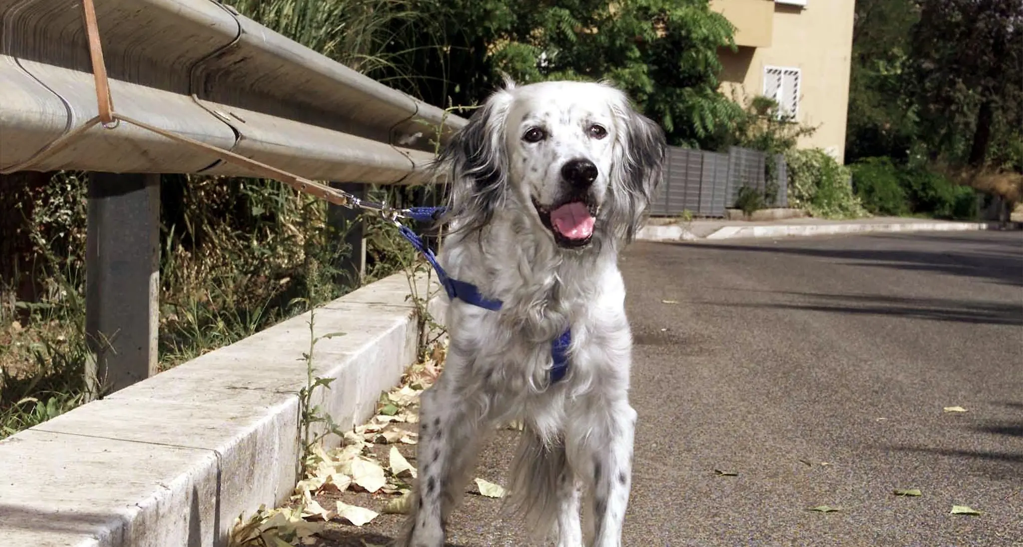 Gatti e cani uccisi, seviziati o abbandonati: in un anno 14 casi di denunce in Vallagarina