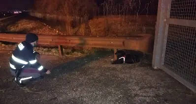 Incidente in A22, il cane scappa sulla carreggiata: rintracciato e salvato dalla Polizia Stradale