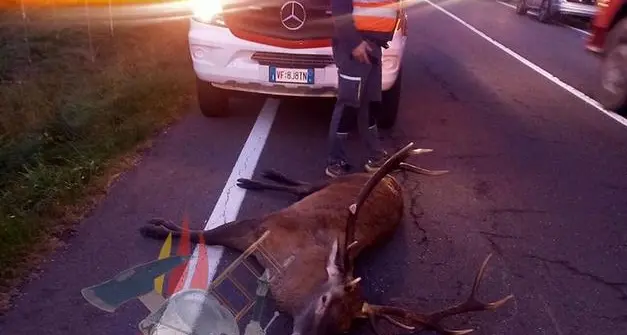 Campiello: cervo contro un’auto, per fortuna illeso il conducente