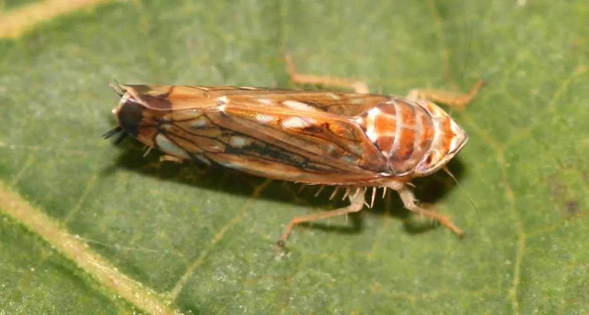 Agricoltura, quella brutta bestia della «flavescenza dorata» delle vigne