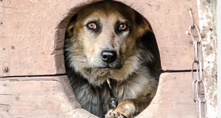 Vietato tenere i cani legati alla catena: arriva la legge anche in Trentino