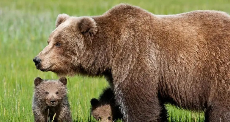 Bondone, avvistata un’orsa con due cuccioli in località Guardiol