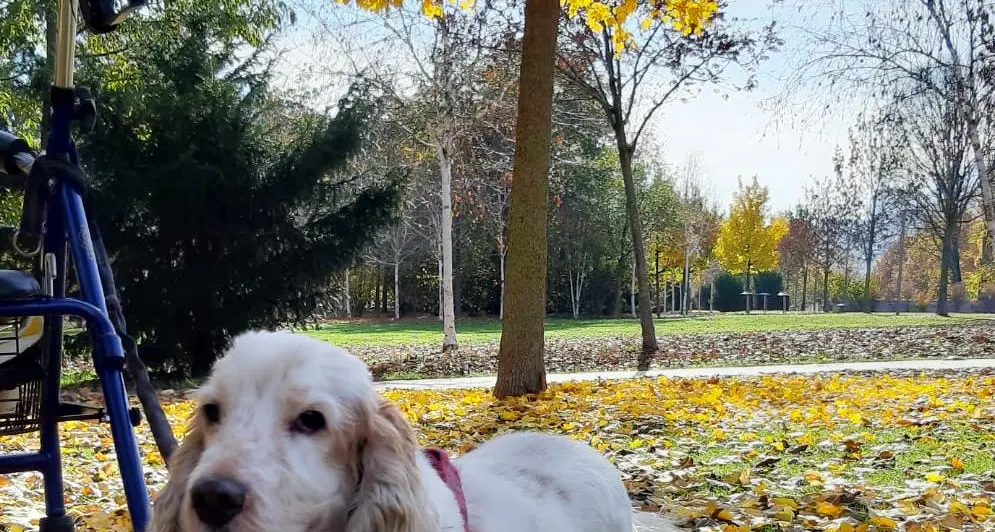 Paul, il cagnolino morto a causa della cattiveria umana