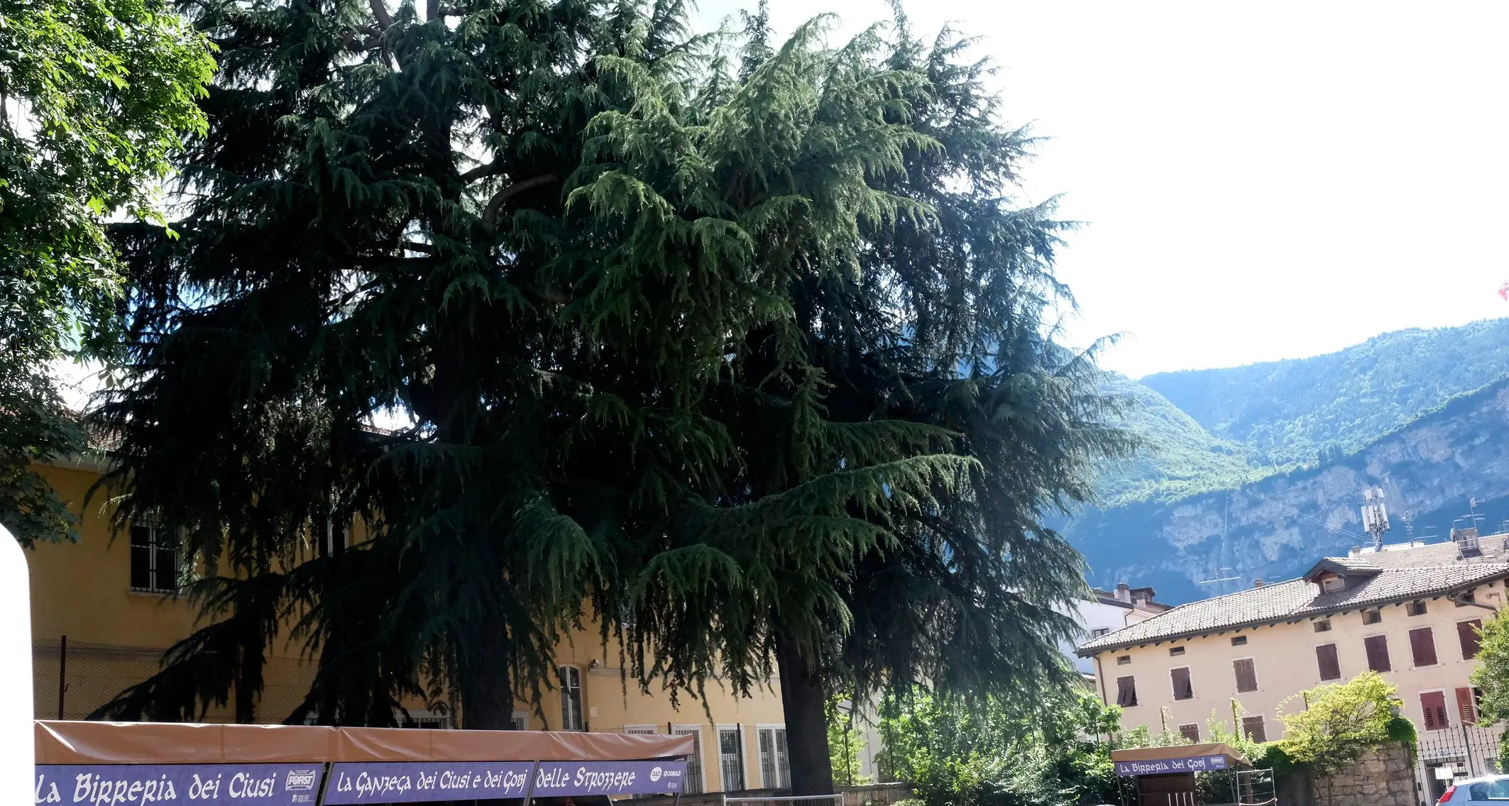 I cedri del liceo Prati verso l'abbattimento (con i docenti e gli allievi contrari): la dirigente non vuole responsabilità