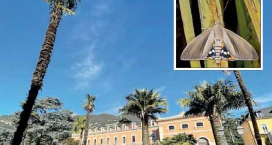 Le palme stanno morendo, simbolo di Arco e Riva a rischio