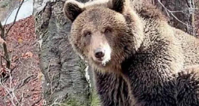 Parco faunistico di Spormaggiore, boom di visitatori: oltre 50mila