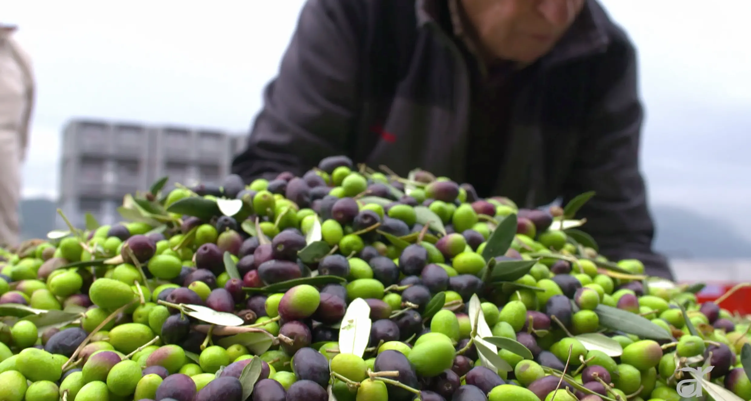 Olio extravergine del Garda, un successo internazionale