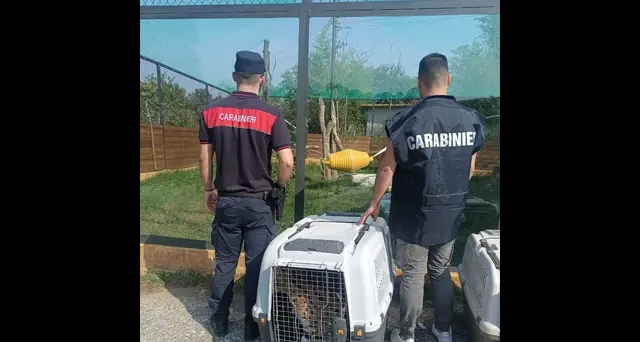 In casa ha due serval, confiscati i felini vietati