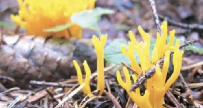 Coppia trentina in ospedale per un piatto di funghi: due specie tossiche scambiate per chiodini