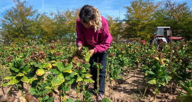Agricoltura “rosa”: oltre 4700 le imprese guidate da donne in Trentino Alto Adige