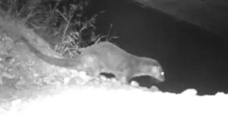 Morta la lontra ferita soccorsa in Val d'Ega: i vigili del fuoco avevano recuperato l'animale ferito
