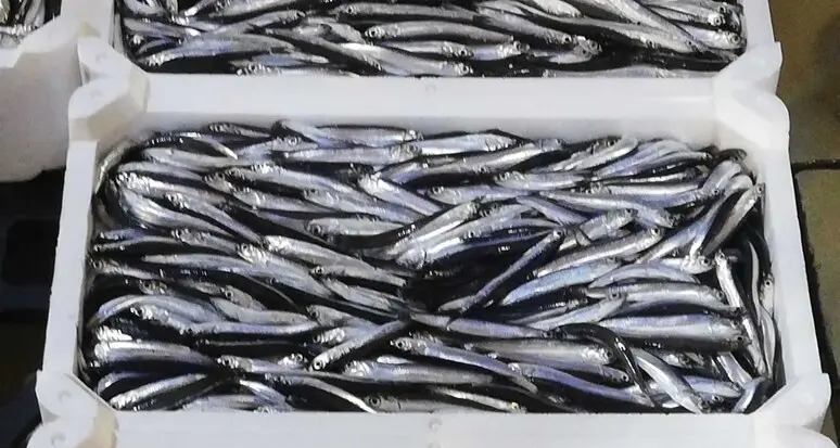 Il maltempo taglia la pesca, dalle alici alle triglie prezzi fino al 20% in più