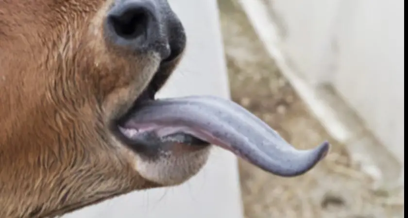 Allarme in Alto Adige per l'epidemia di \"lingua blu\" che colpisce il bestiame: «Portare tutti i capi a valle»