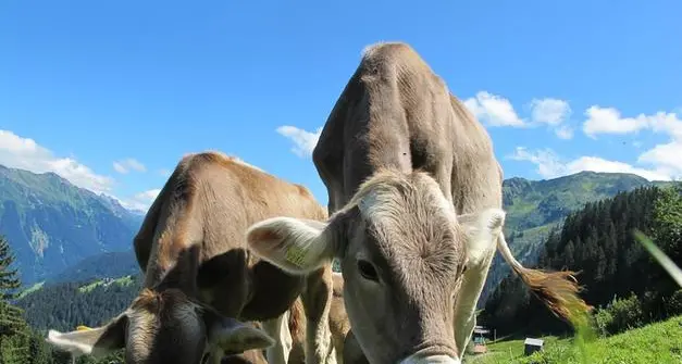 Mucche aggrediscono dei turisti (uno trentino) all'Alpe di Siusi, due feriti. La testimone: \"È stato un cane ad innervosirle\"