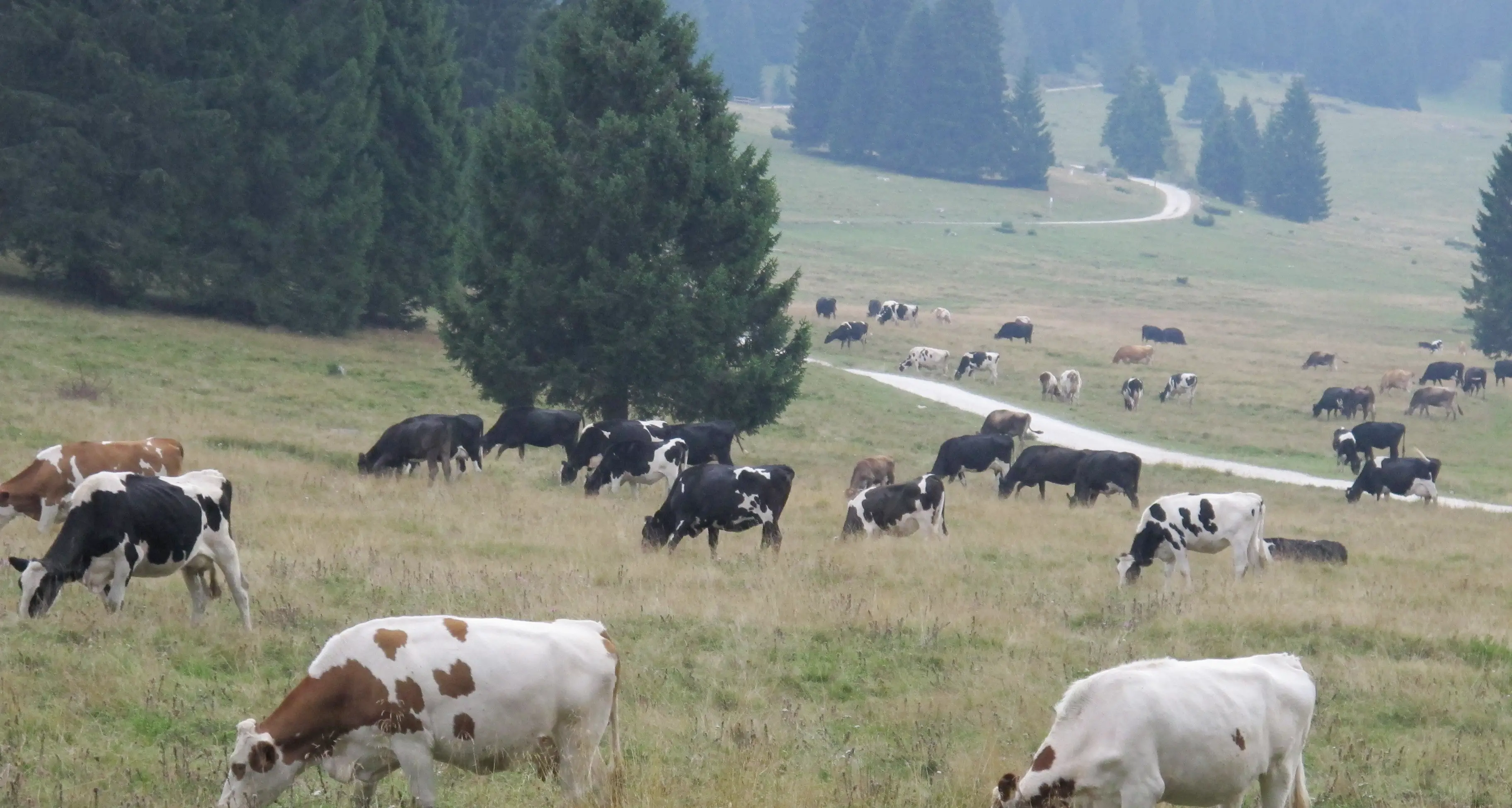 Vallagarina, costi alle stelle: nove stalle costrette a chiudere