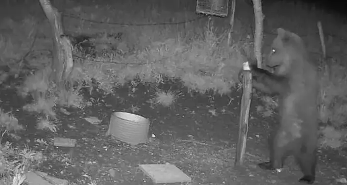 Prosegue il monitoraggio dell'orso che da giorni si sposta nel Vicentino