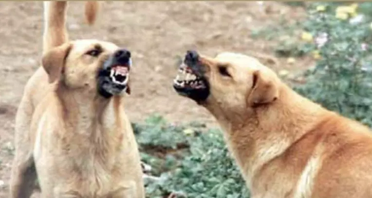 I cani lasciati liberi mettono a rischio caprioli e lepri, cacciatori preoccupati