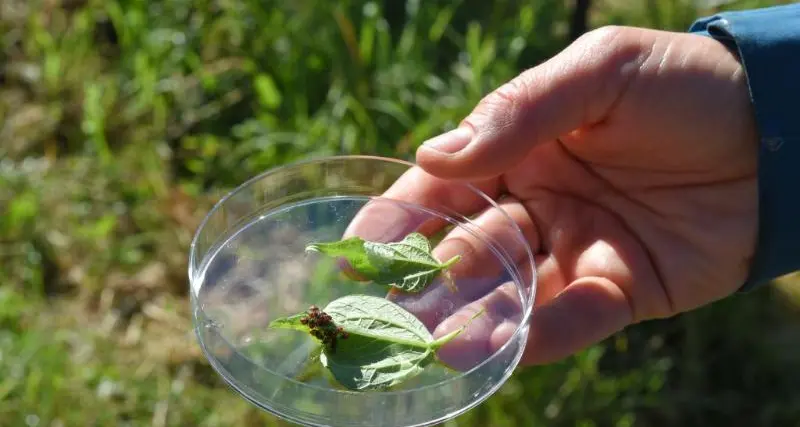 Cittadini, catturate cimici asiatiche, la Fem le ritirerà a domicilio