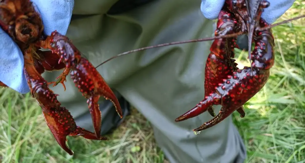Pergine, rinvenuto nel Lago Costa il Gambero della Louisiana: mette a rischio gli ecosistemi lacustri e fluviali