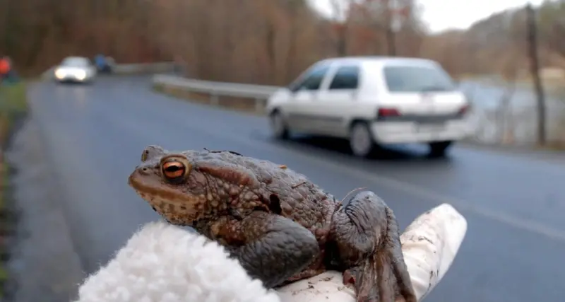 Salviamo i rospi: volontari in azione di notte sulle strade di tutto il Trentino