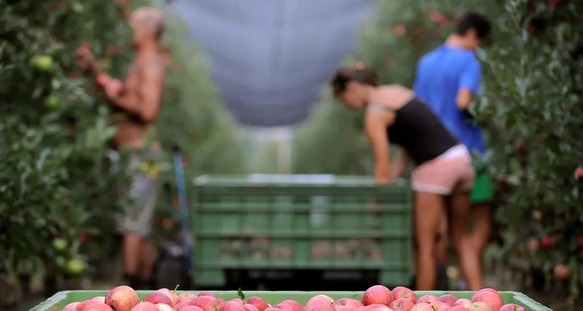 Giovani agricoltori trentino: in arrivo dalla Provincia ulteriori 8,7 milioni di euro. Tutto quello che c’è da sapere