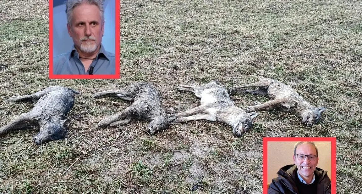 Lupi uccisi a Barco di Levico, la Lav attacca Failoni: «Solo parole di circostanza, un compitino»