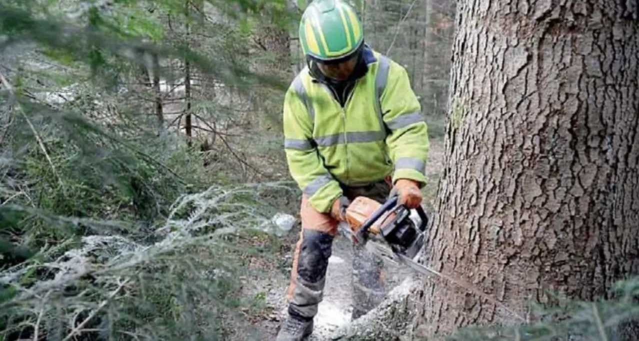 Predazzo: mercato del legname, c'è preoccupazione. La Regola feudale dimezza i prezzi di vendita a 2 aziende