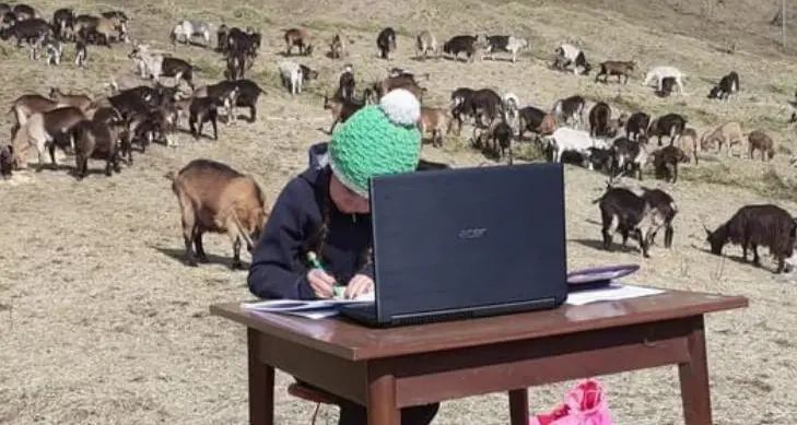 Heidi fa la DAD: ecco Fiammetta, a lezione nel pascolo di Samoclevo con le sue caprette
