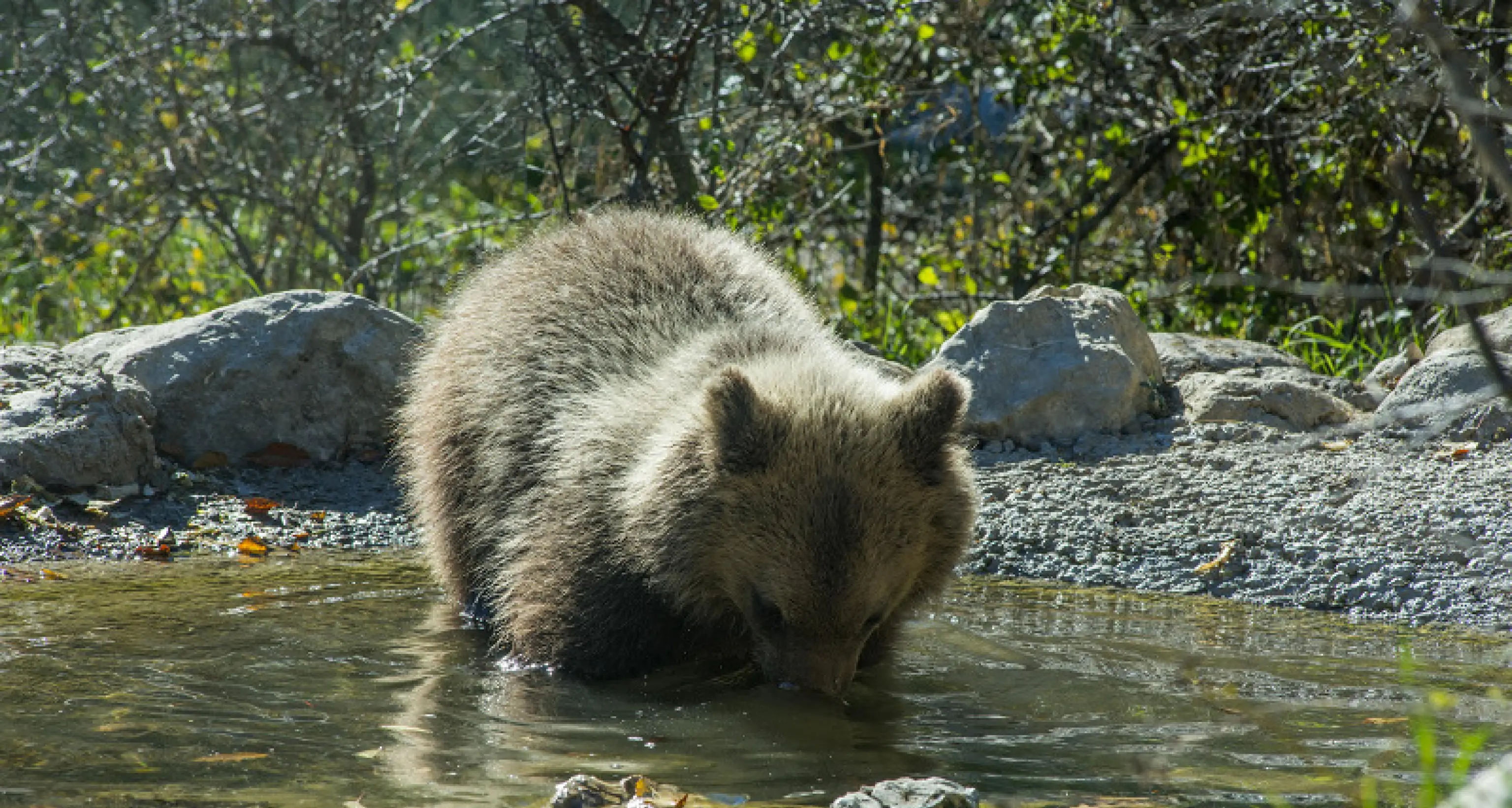 Il Tar di Trento rigetta ricorso contro la cattura dell'orsa F36 chiesto dalle associazioni animalisti in via cautelare