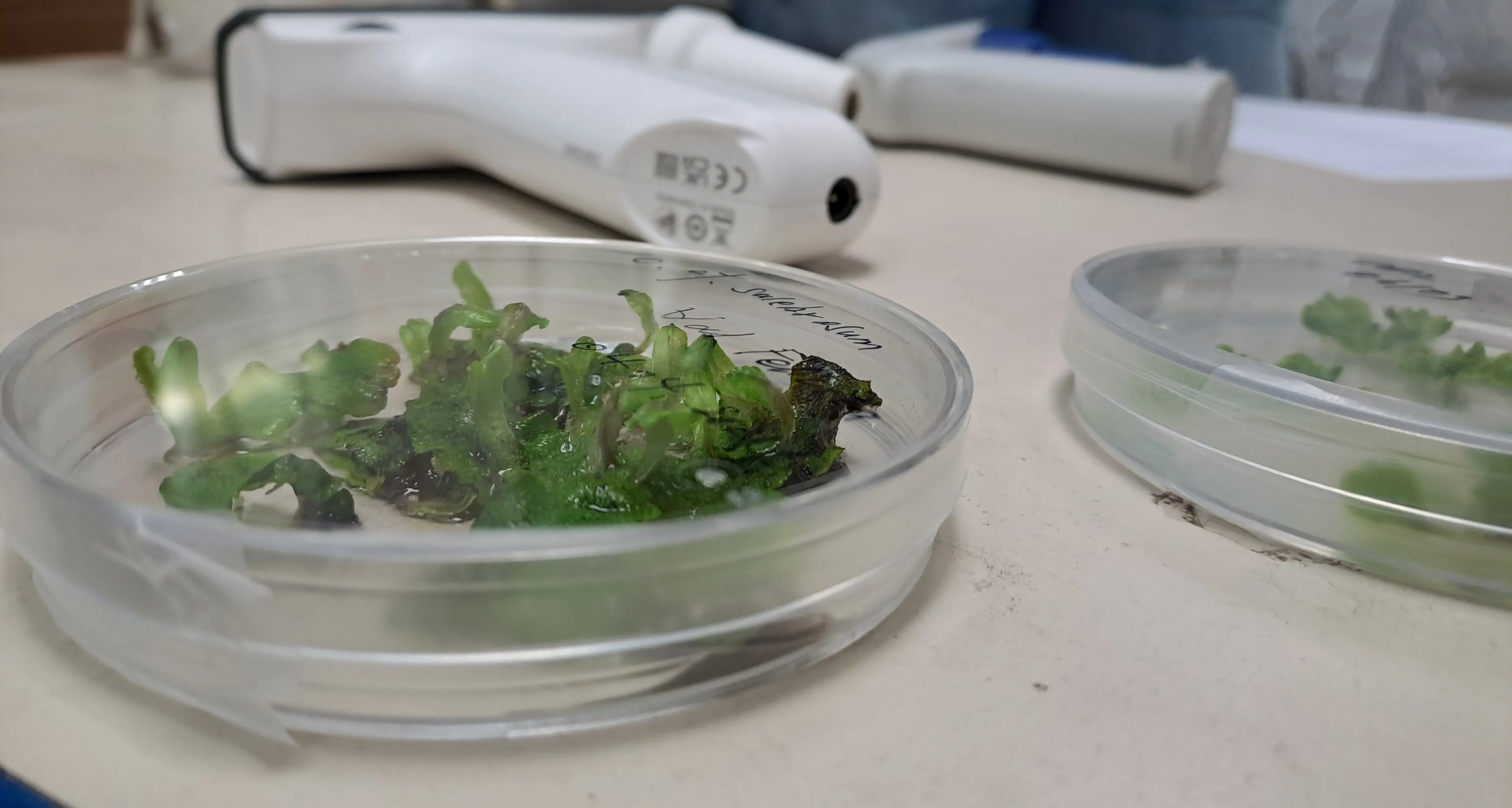 Fondazione Mach: dalle piante selvatiche nuovi principi attivi naturali per cosmetici e farmaci