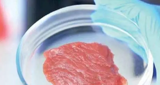 Carne sintetica, preoccupati i laboratori dei Cibio: «Il governo tarpa le ali alla ricerca»