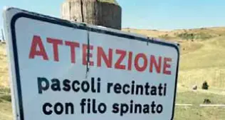 Lupi, gli allevatori sono pronti a non portare in malga le manze