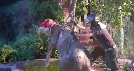Mucca finisce in pozzo di 15 metri, salvata dai Vigili del fuoco