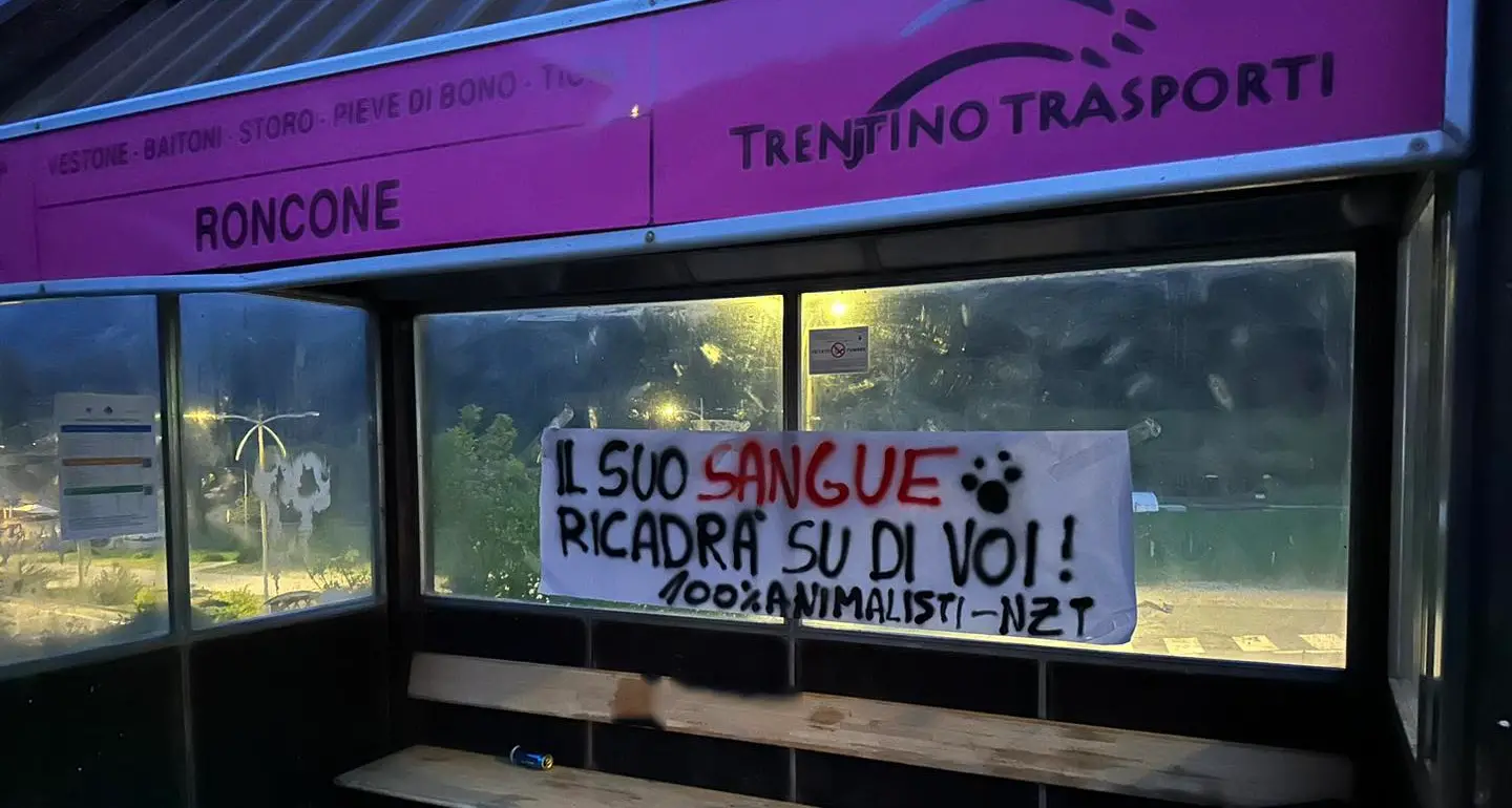 Orsa F36, la minaccia animalista: «Il suo sangue ricadrà su di voi»: