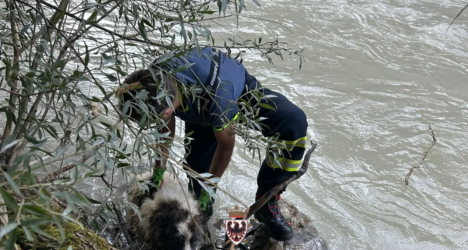 Salvato dalle acque dell'Avisio, il cagnolone stremato recuperato dai Vigili del fuoco
