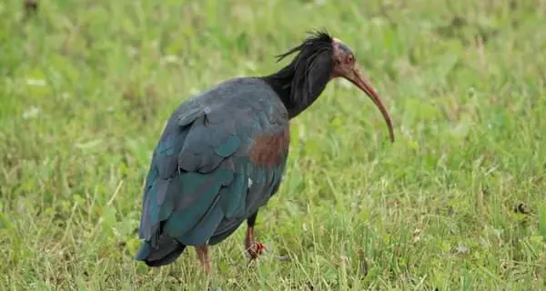 Gli ibis eremiti si fermano in Valsugana: fa caldo e non migrano più a sud