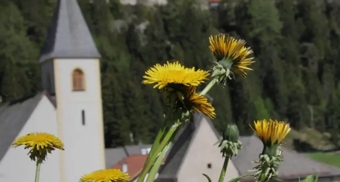 Tarassaco, che passione: l'Alta Val di Non lancia la festa, fra degustazioni e visite guidate